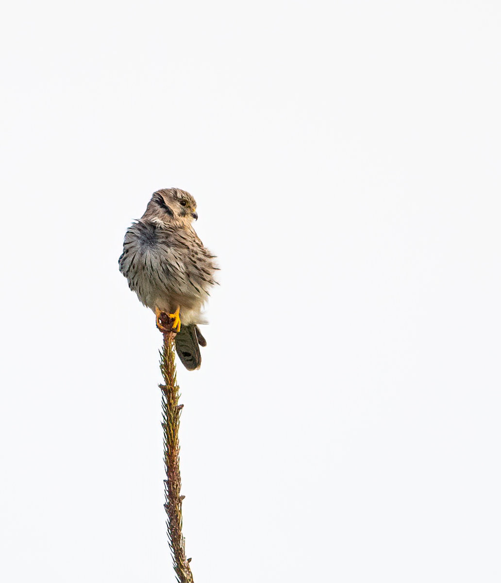 Falke auf Baumspitze.jpg