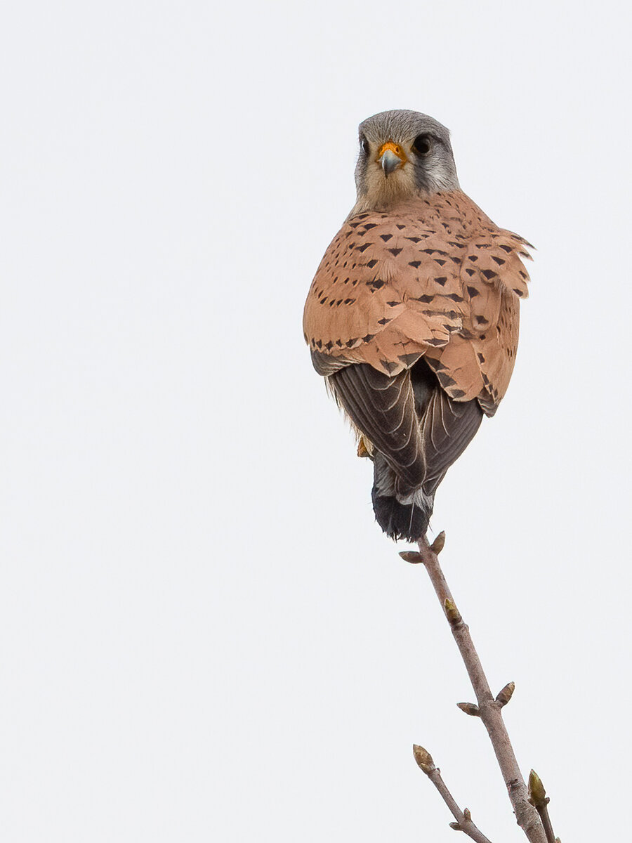 Falke auf Baumspitze.jpg