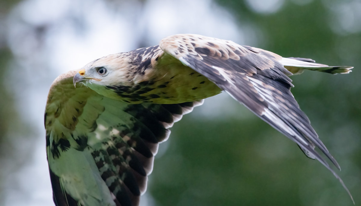 Falke im Flug.jpg