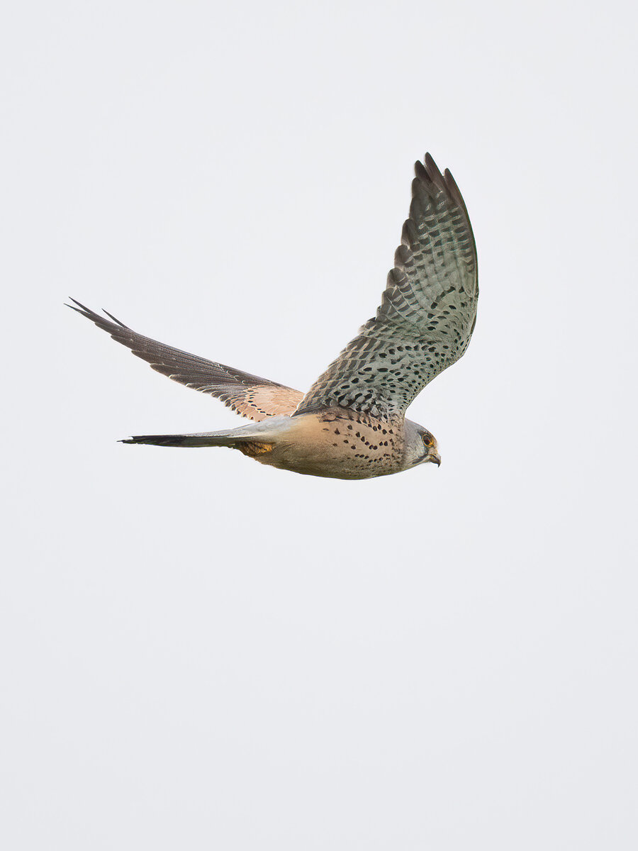 Falke im Flug.jpg