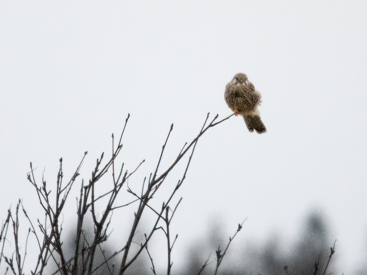 Falke im Wind.jpg