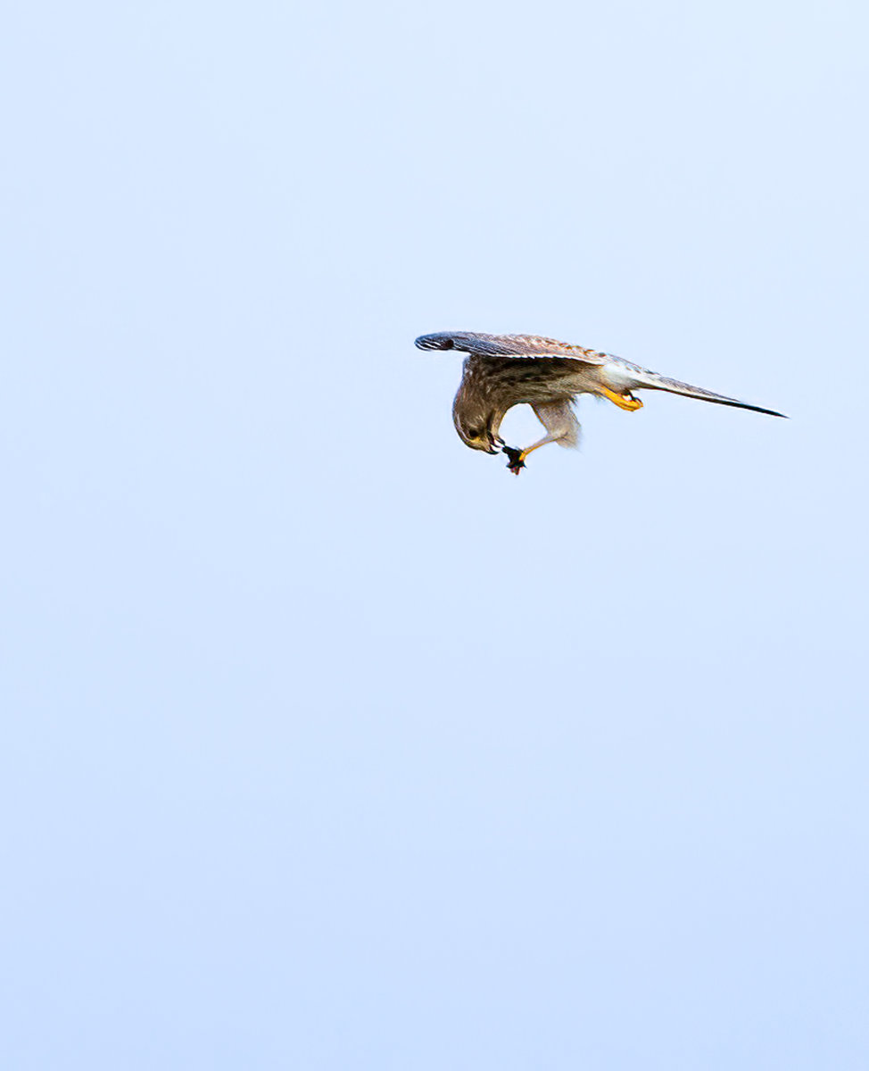 Falke mit Fang.jpg