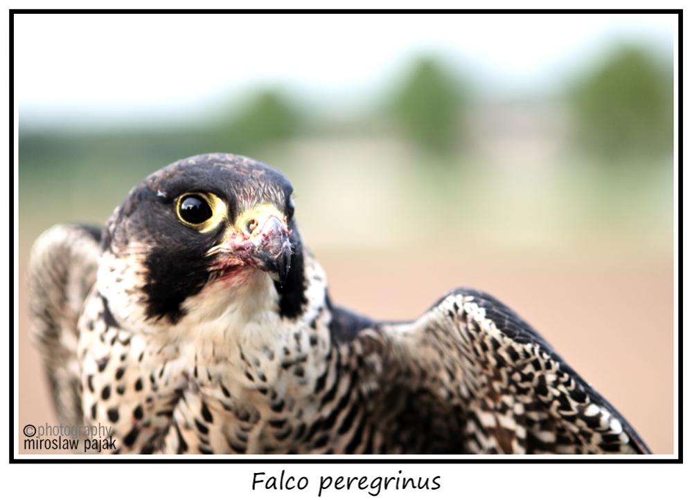 Falke
