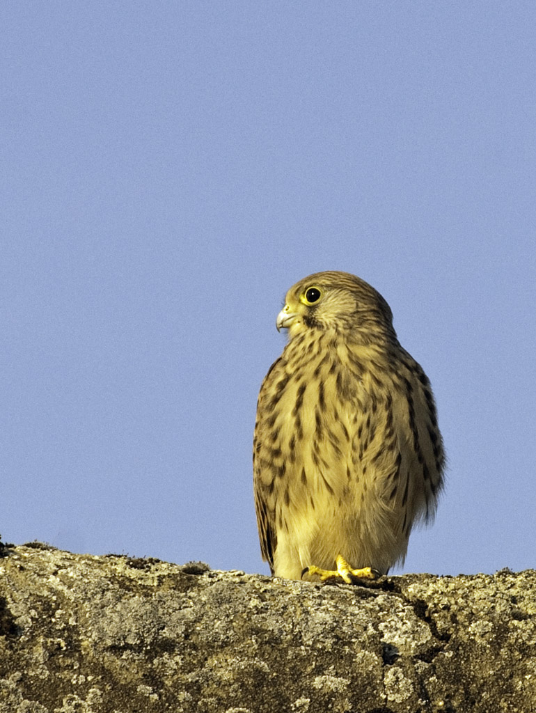 falke