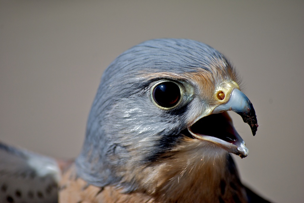 Falke