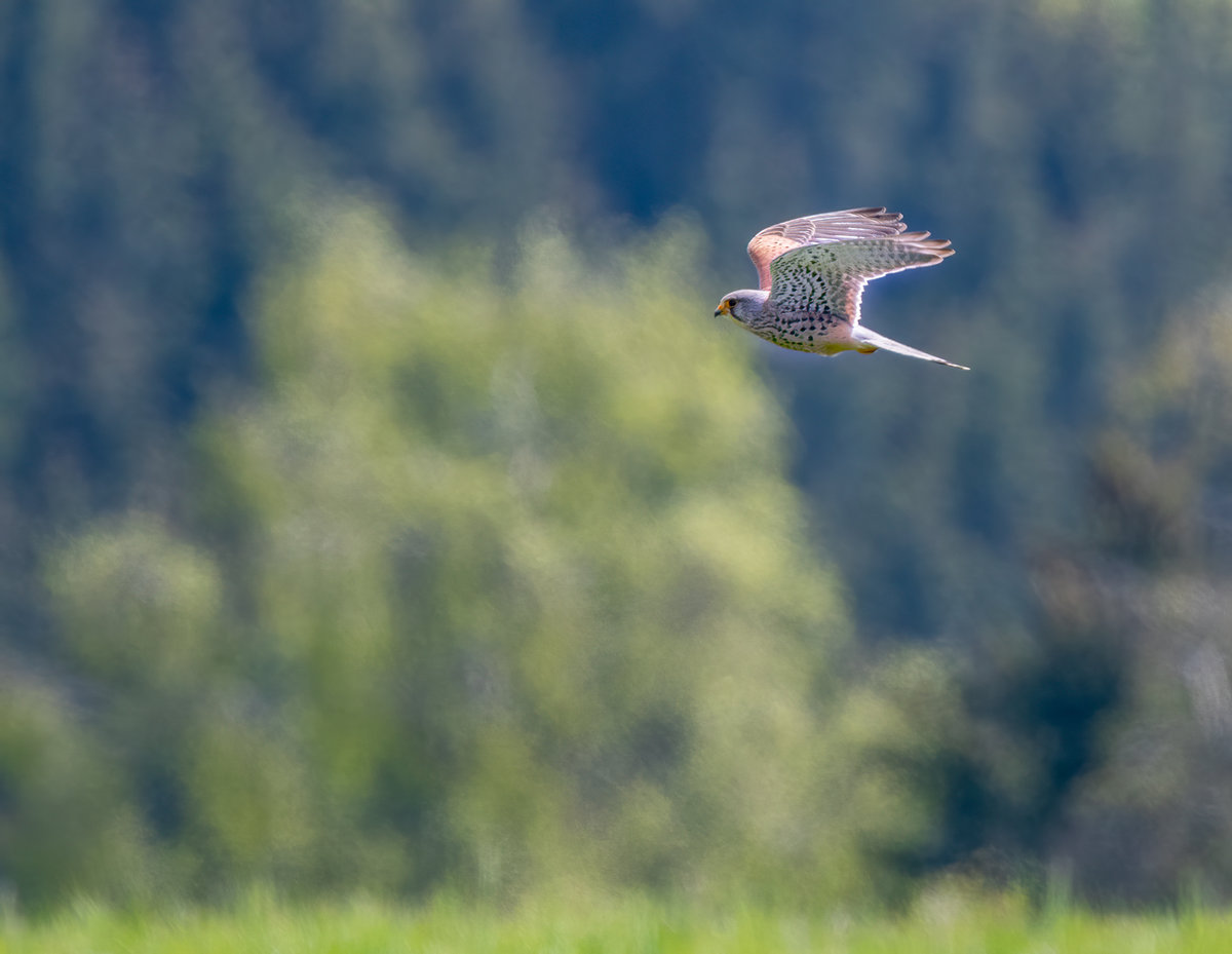 FalkeImFlug-.jpg