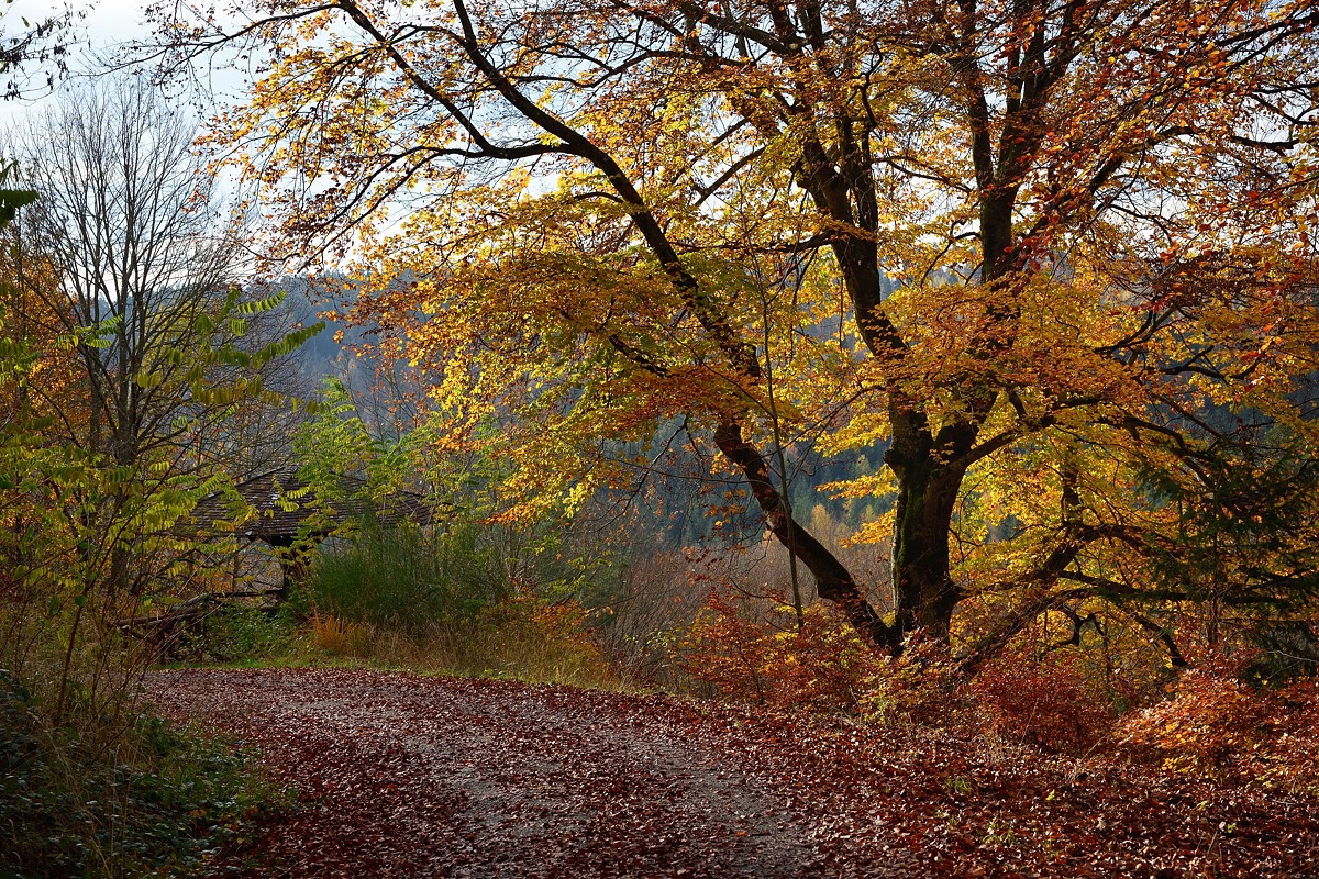 Falkenkopf-2019_24368 (2).jpg