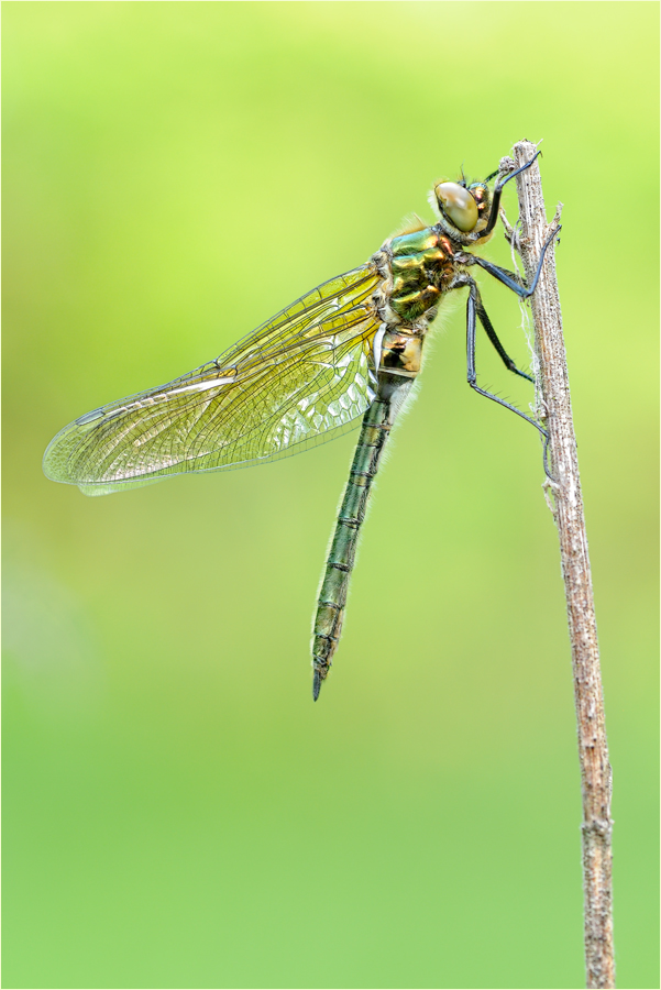 Falkenlibelle II