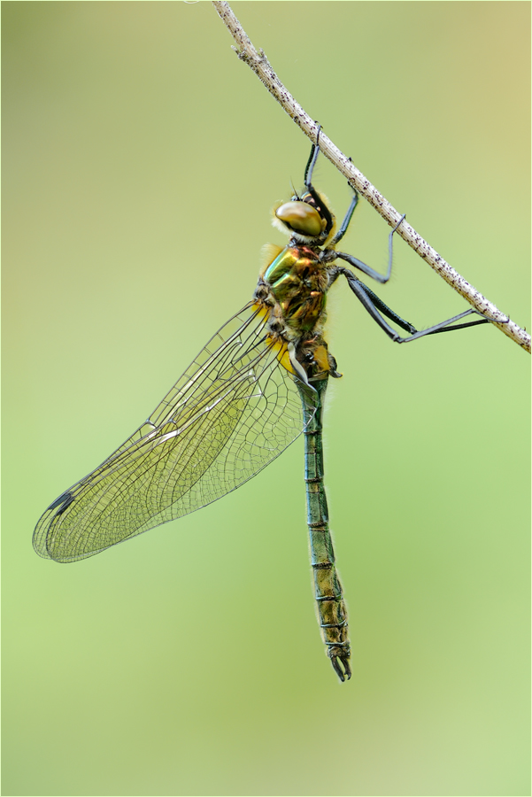Falkenlibelle