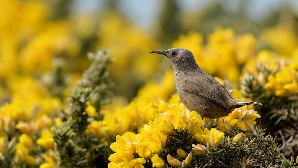 Falklandzaunkönig (Cobb's Wren)
Es könnte auch ein Grass Wren sein.
Carcass Island
0445