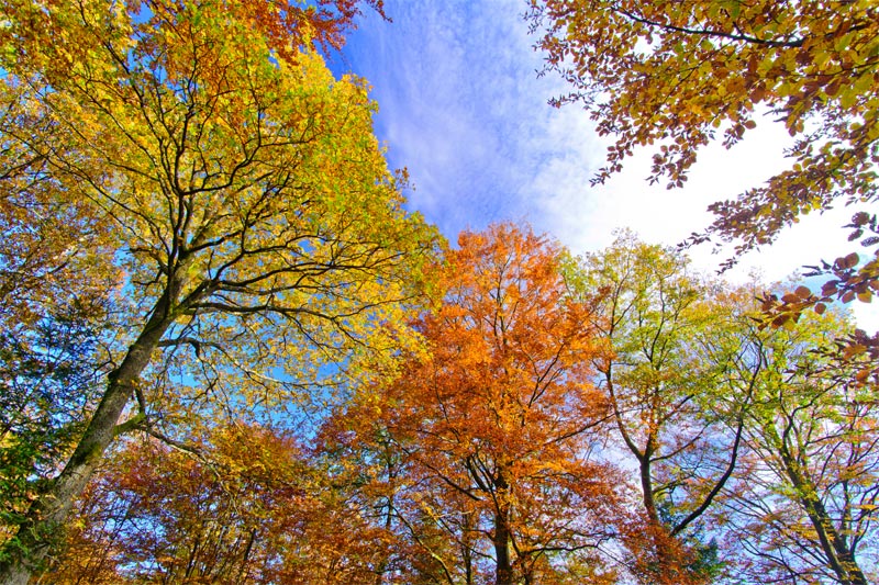 Fall Colors I