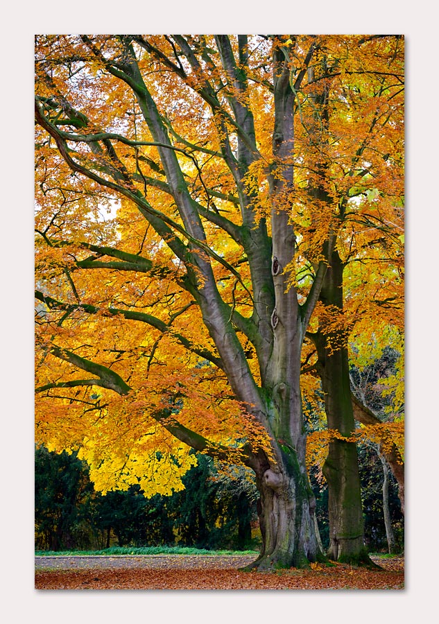 Fall Colours II