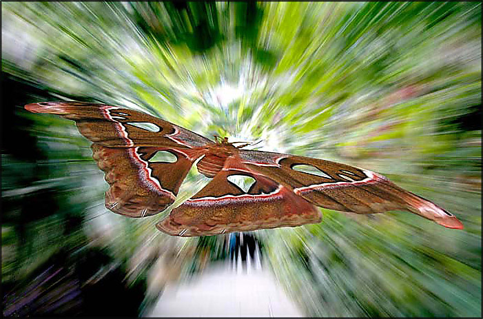 falterflug 3