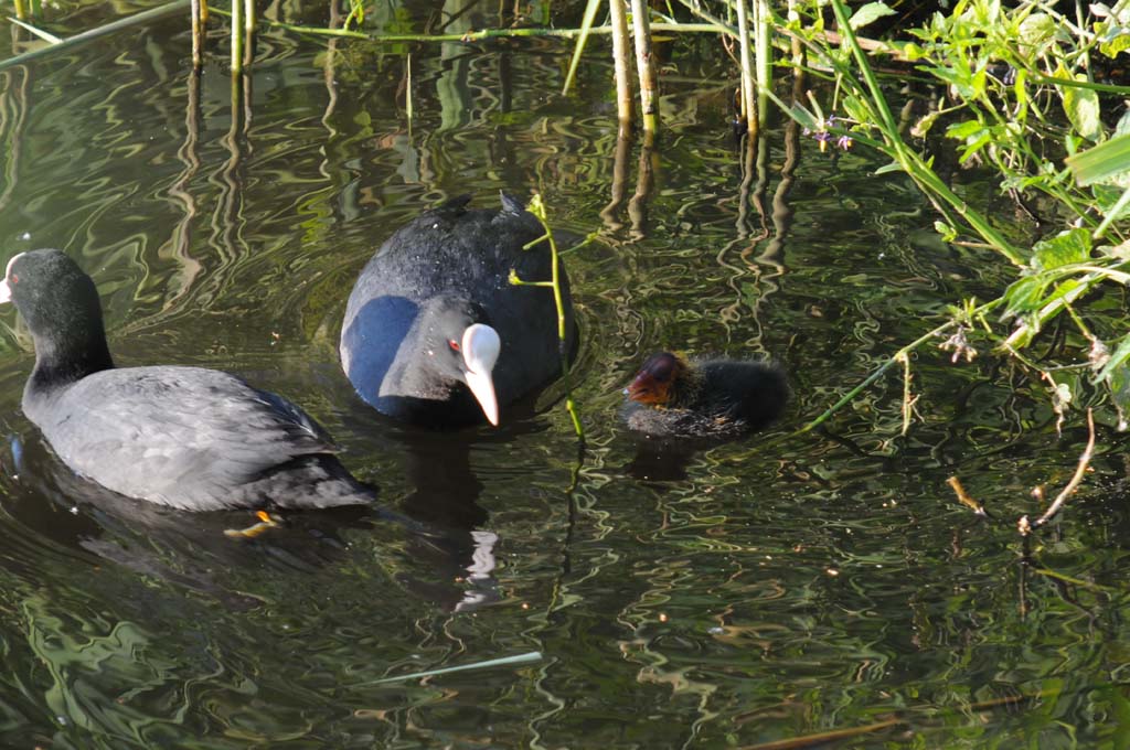 Familie Blässhuhn