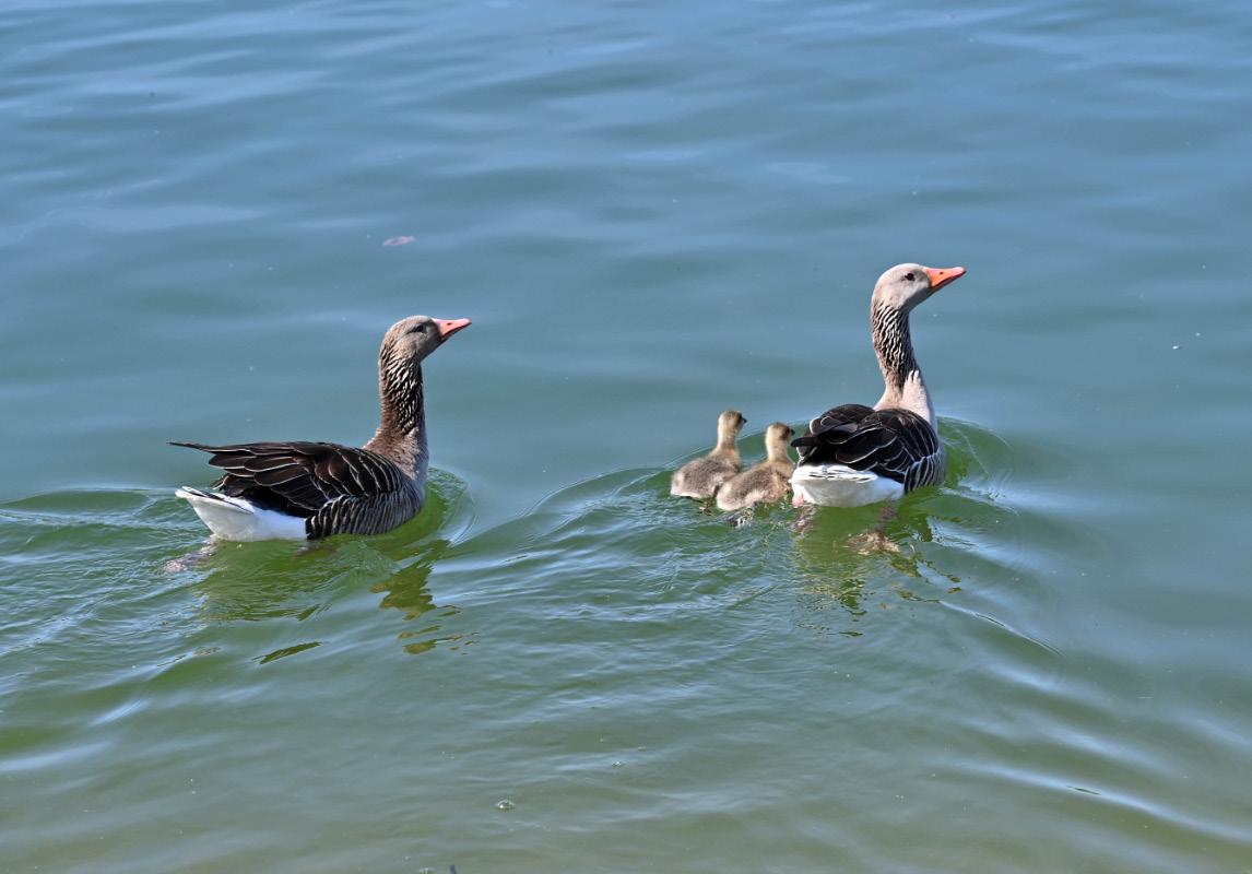 Familie Graugans.jpg