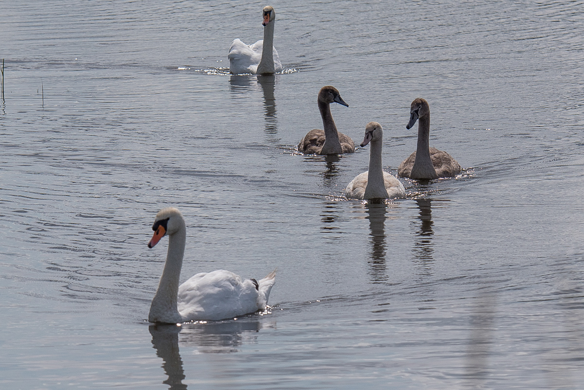 Familie Höckerschwan (1 von 1).JPG