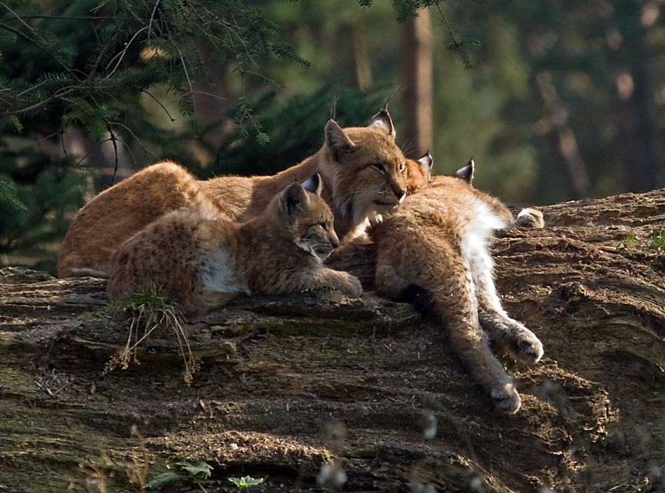 Familie Luchs