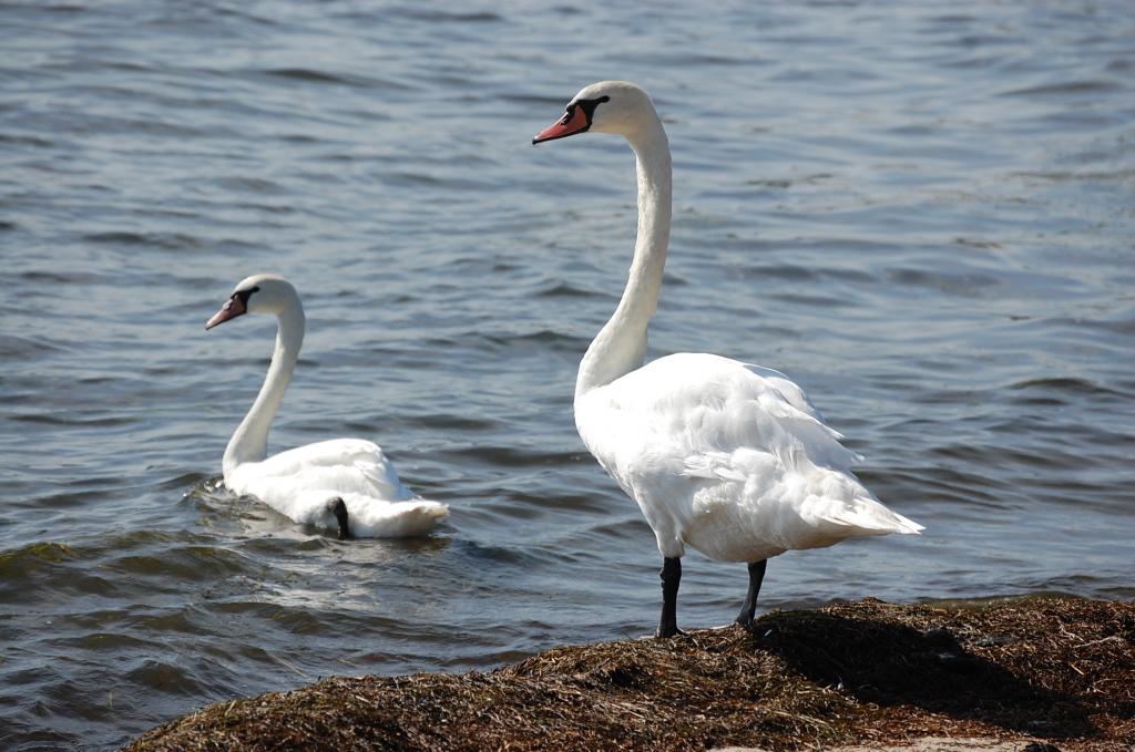 Familie Schwan