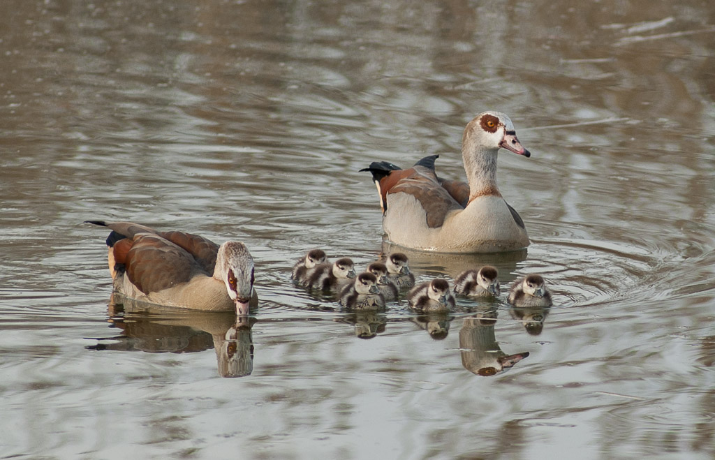 Familienschwimmen