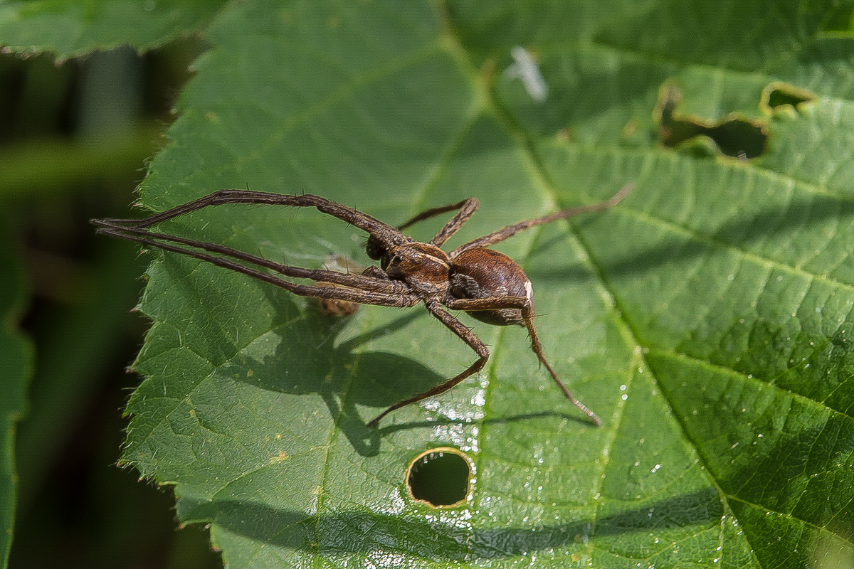 Fangspinne (1 von 1).JPG