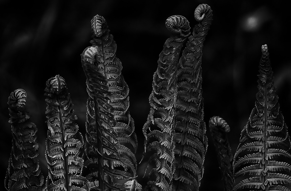 Farn 1 BW-.jpg