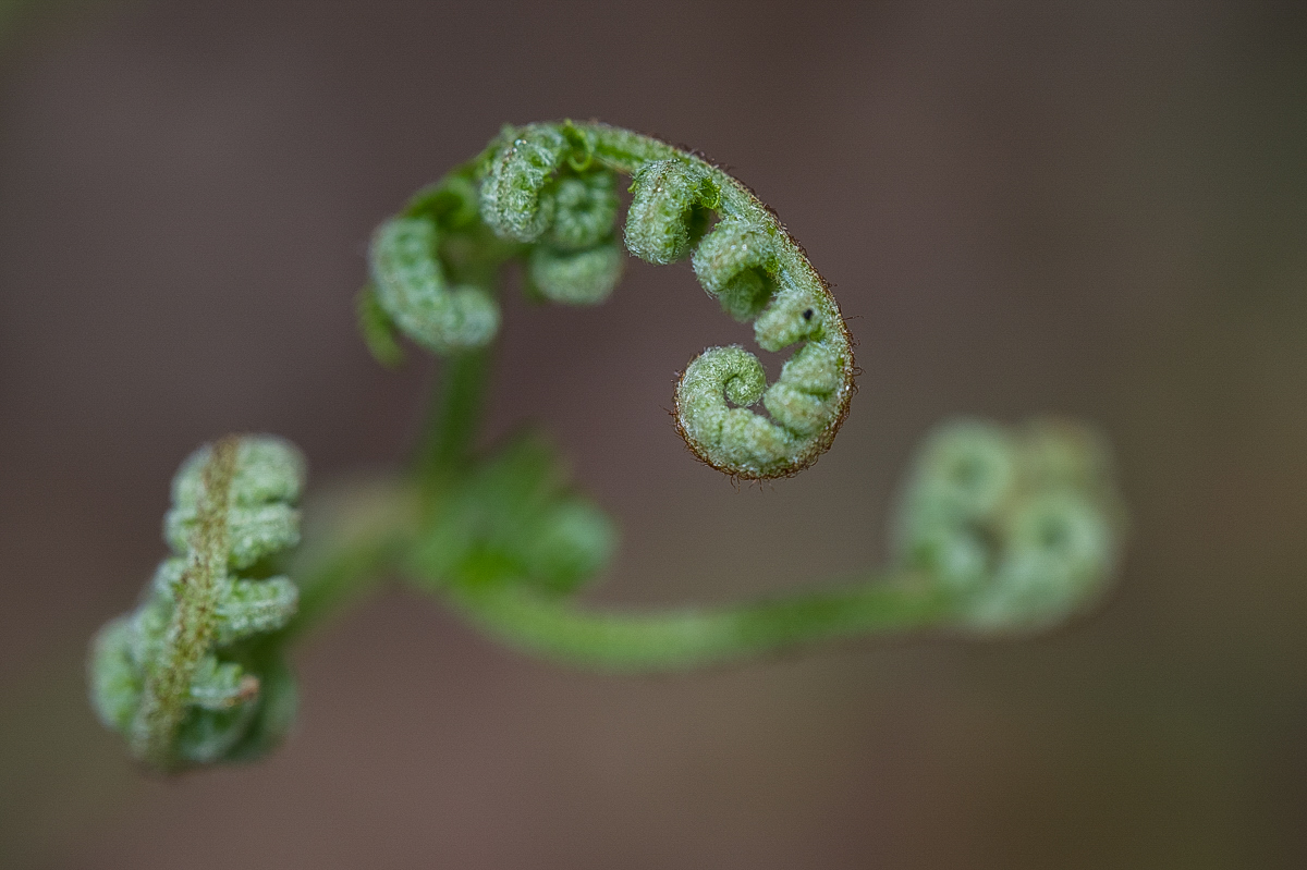Farn Farbe (1 von 1).JPG