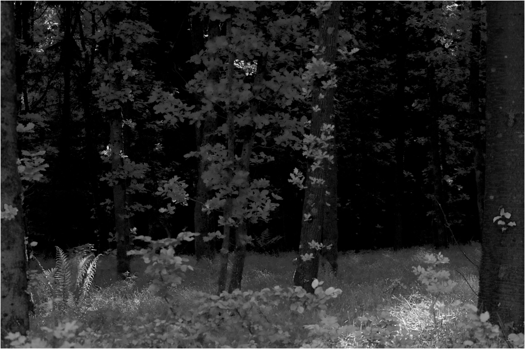 FarnDSC 0013