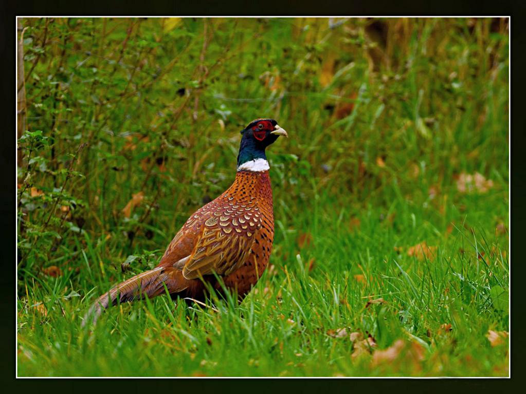 Fasanenhahn 02 f. Nikon Forum