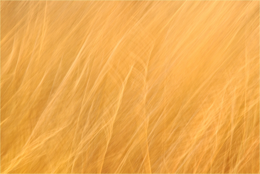 feathery