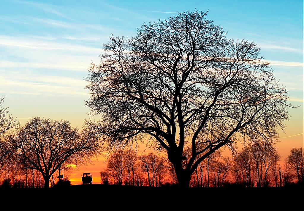 Feb Tree1