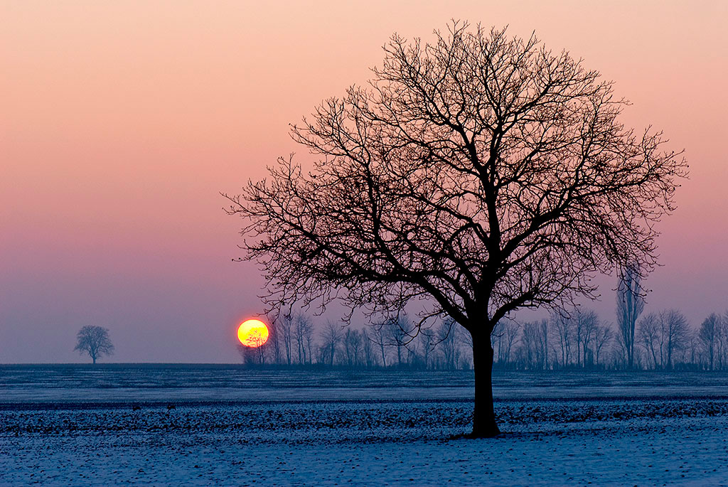 Feb Tree2