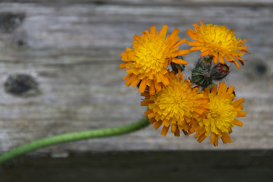 feld  und wiesenblume