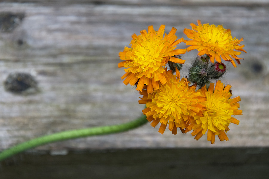 feld  und wiesenblume