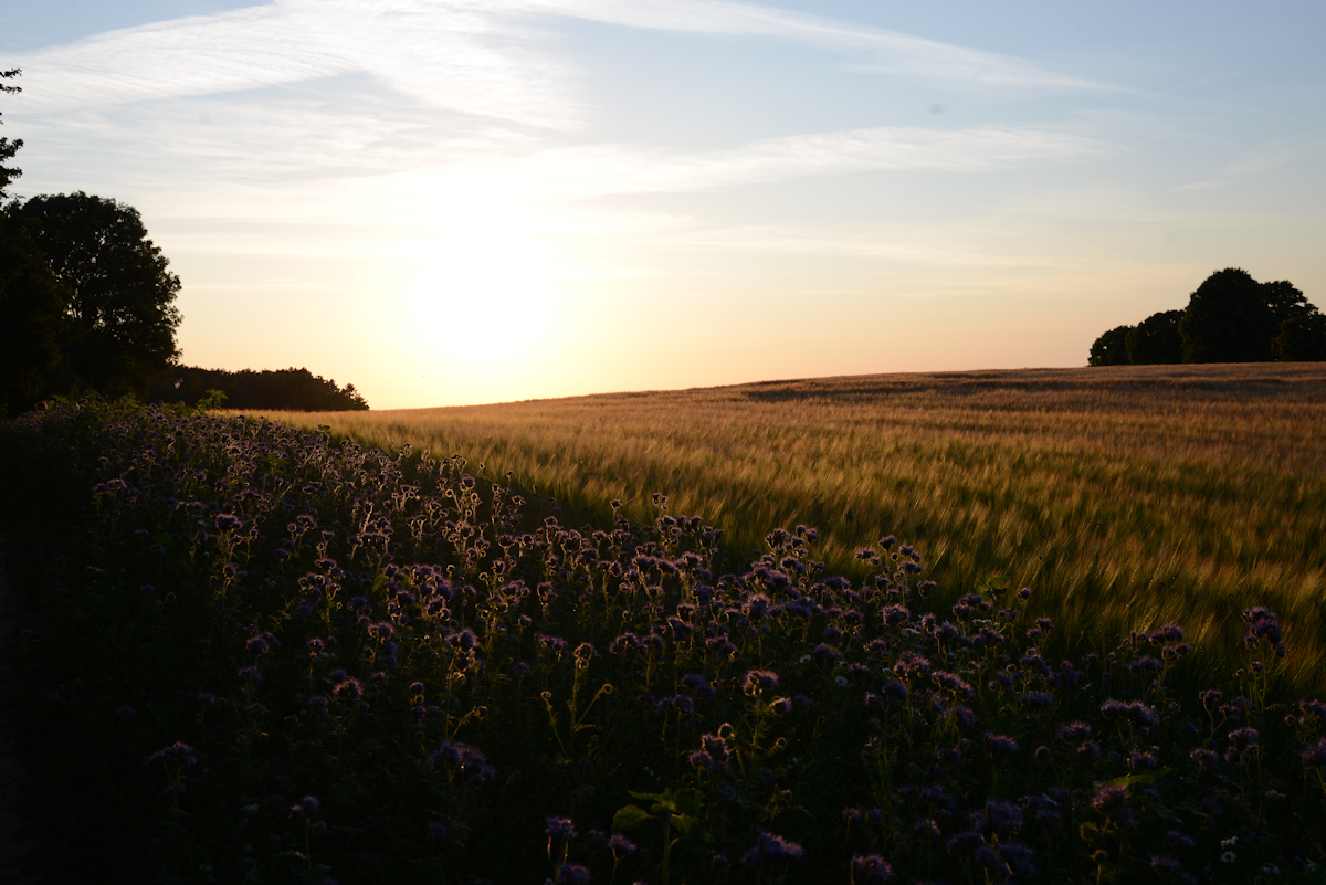Feld