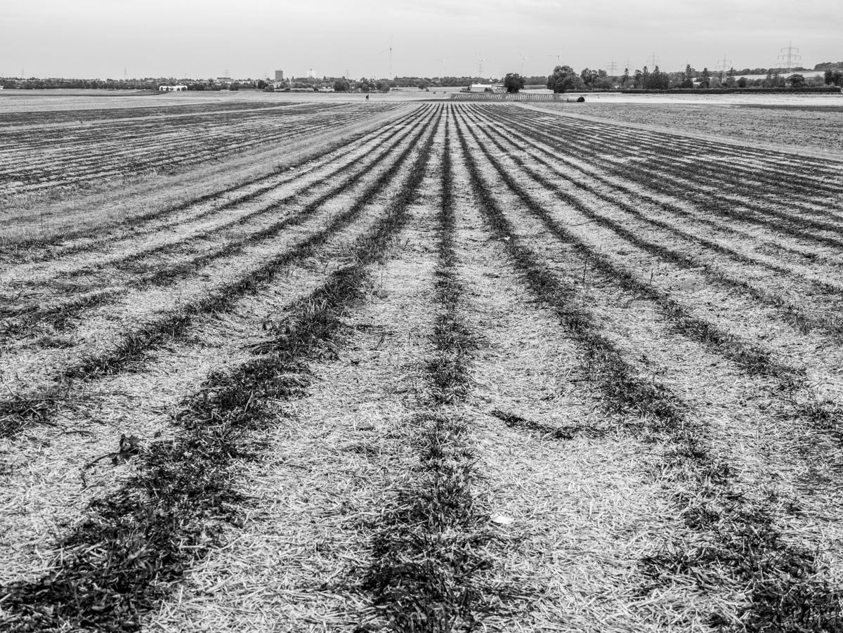Feld