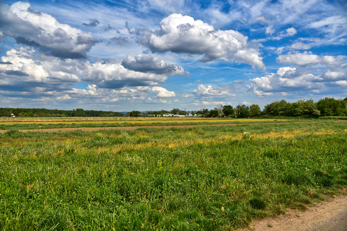 feld_2020.jpg