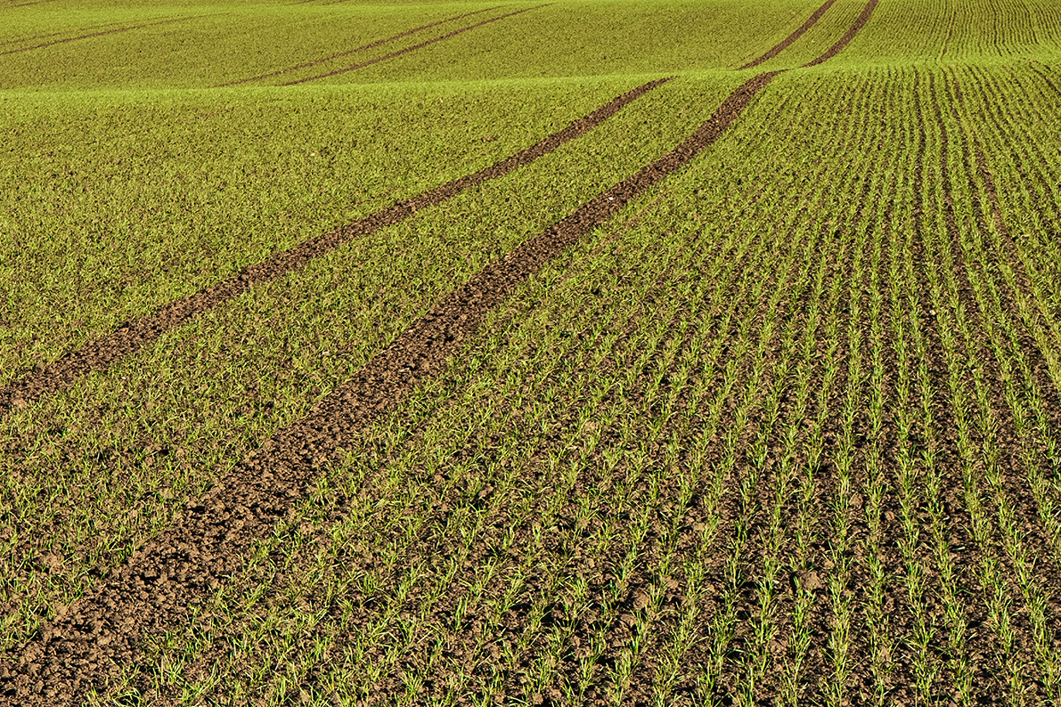 Feld_Q1000968_12.jpg
