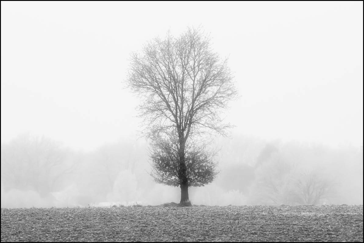 Feldeiche BW_2.jpg