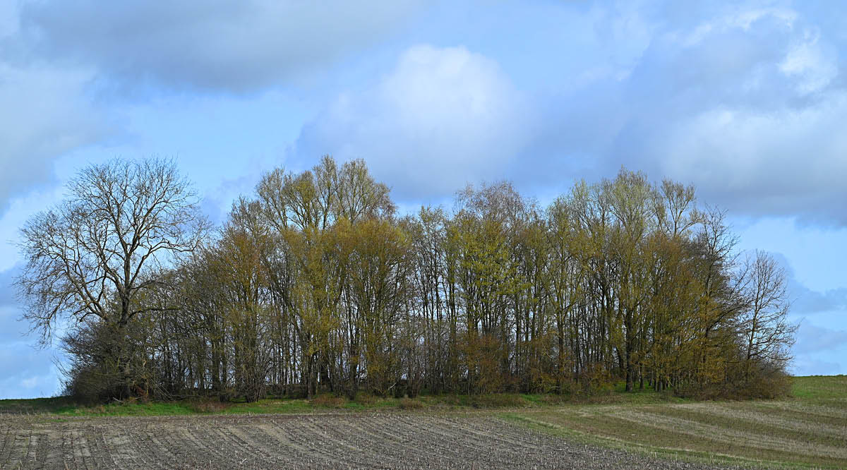 Feldgehölz im Frühling.jpg