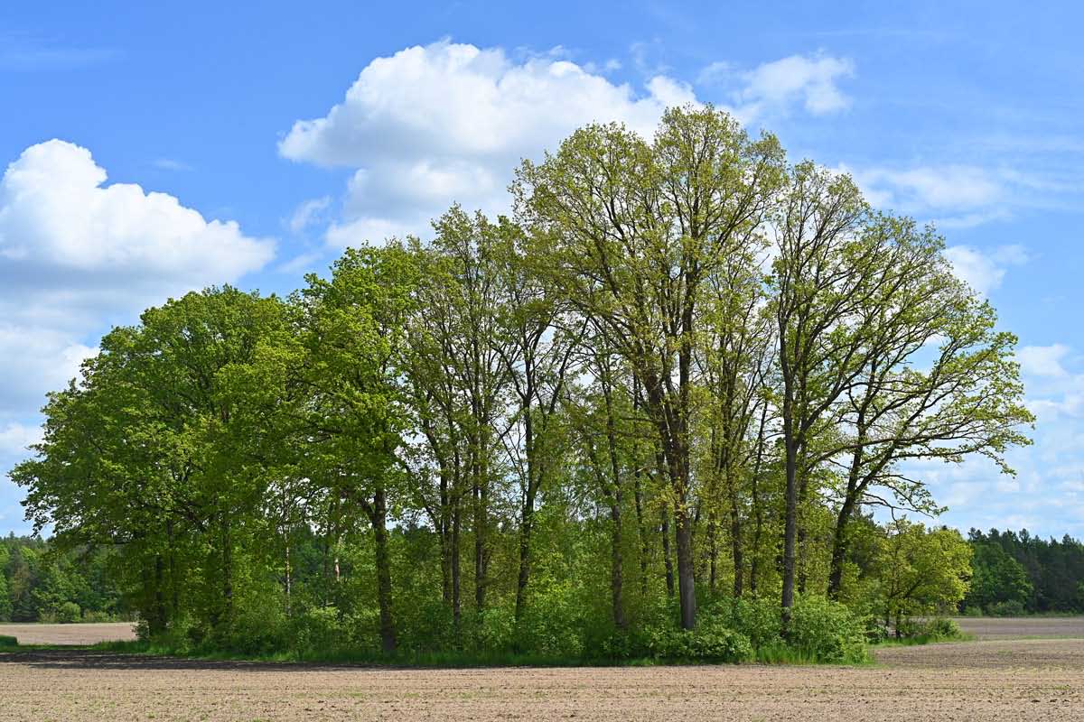 Feldgehölz im Frühling.jpg