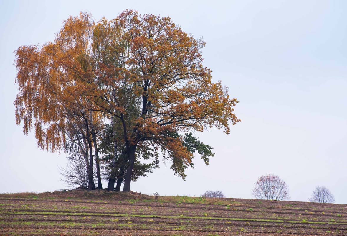 Feldgehölz im Herbst.jpg