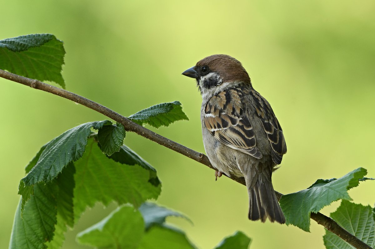 Feldsperling (M.) beobachtet die Umgebung II.jpg