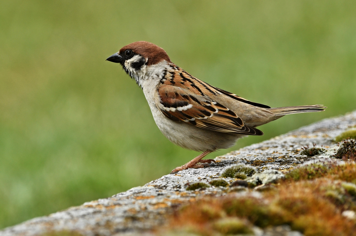 Feldsperling (M.) beobachtet die Umgebung III.jpg
