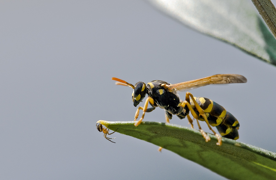Feldwespe (Polistes dominulus)04. Juli 2009