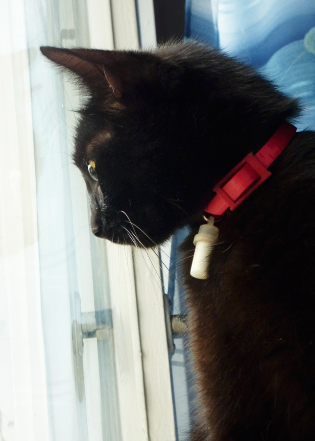 Feli the Cat