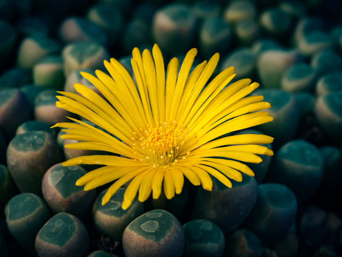 Fenestraria rhopalophylla