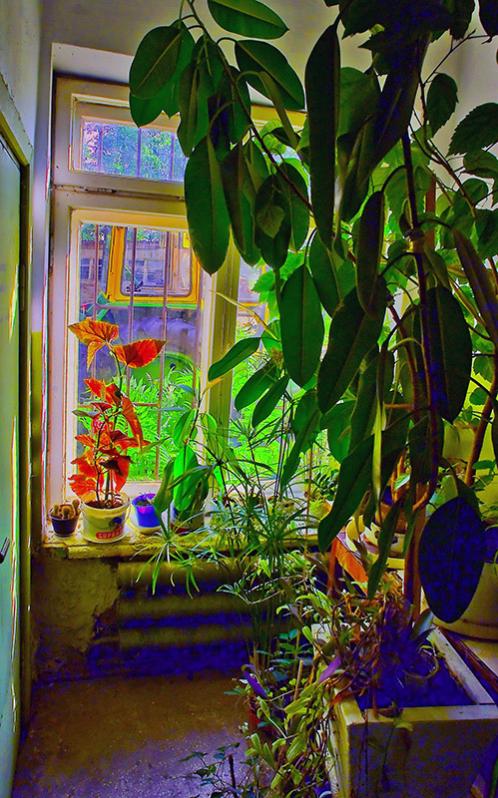 fenster mit pflanzen