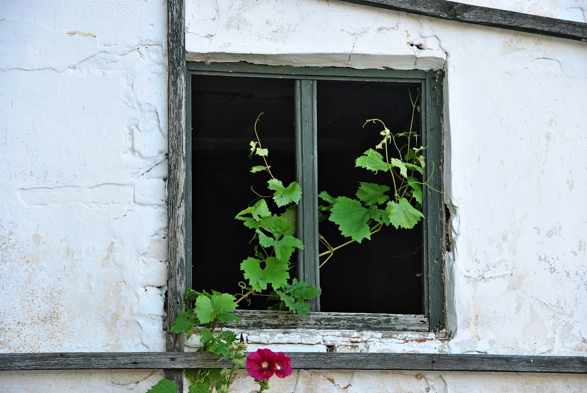 Fenster mit Wein1