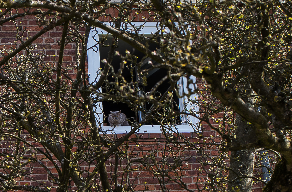 Fensterkatze (1 von 1).JPG