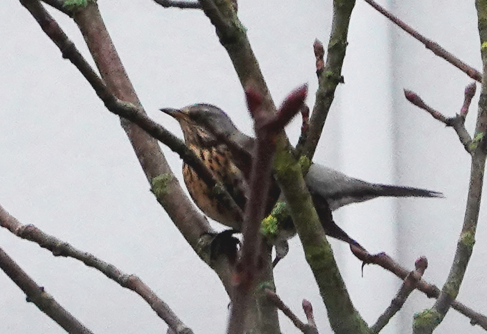 fenstervogel.jpg
